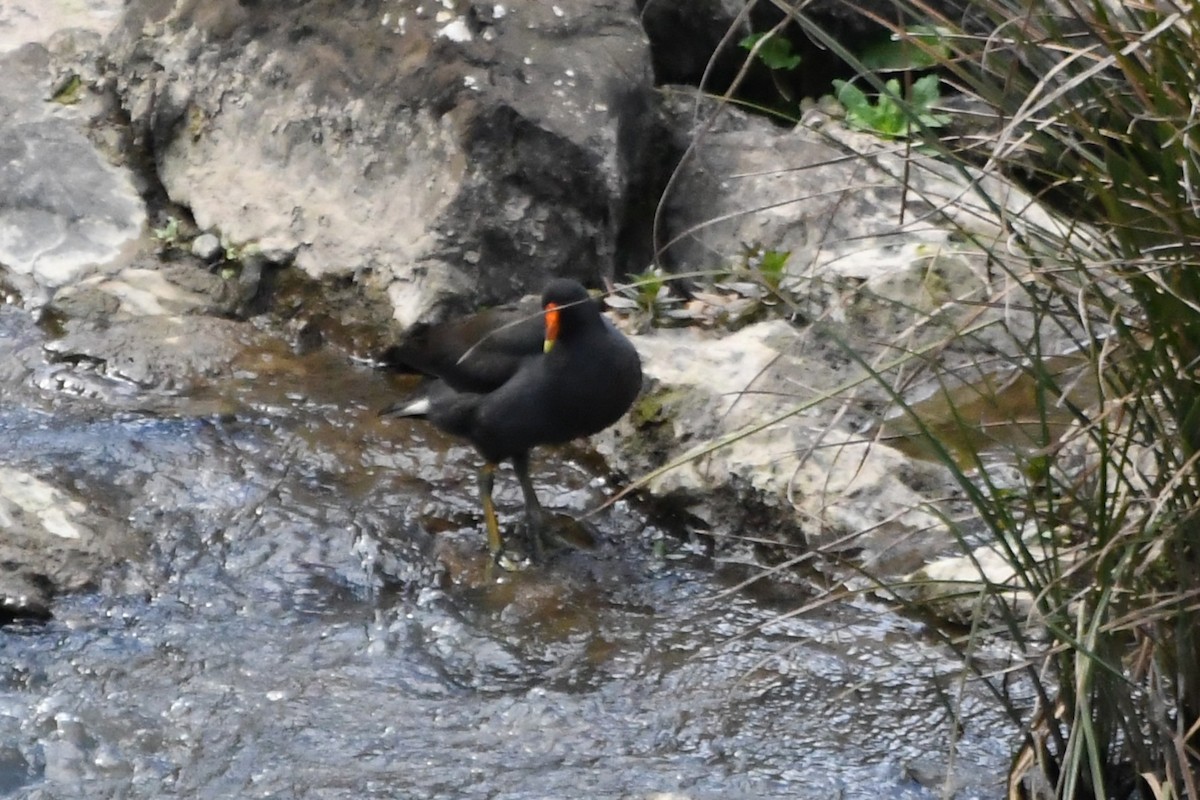 Dusky Moorhen - ML641836449