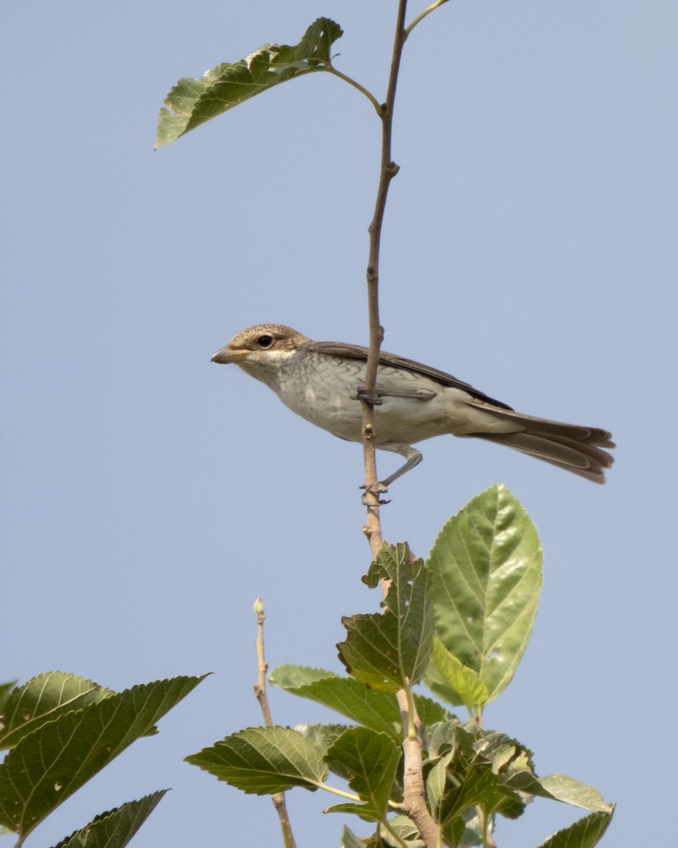 ťuhýk obecný - ML641836472