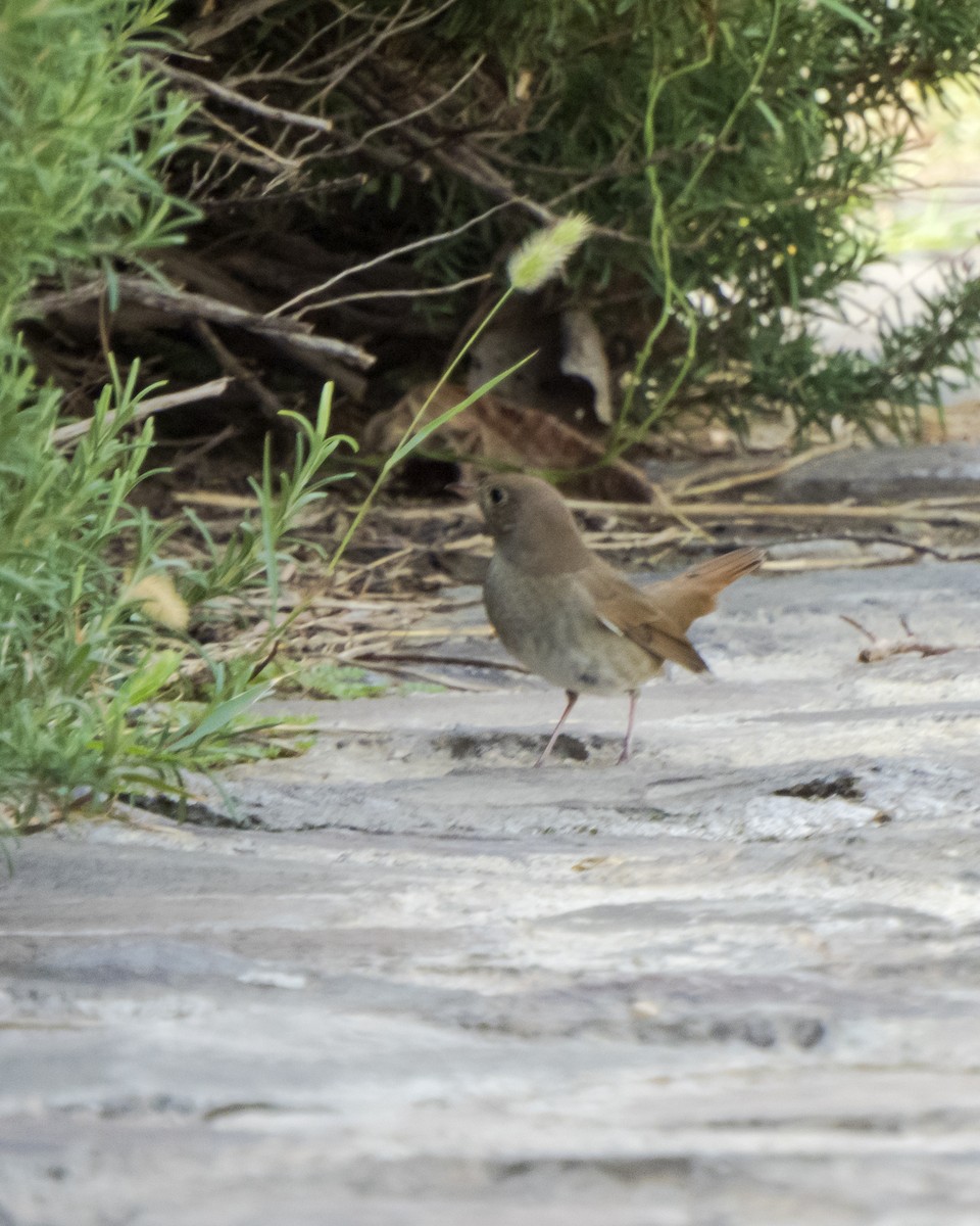 slavík tmavý - ML641836477