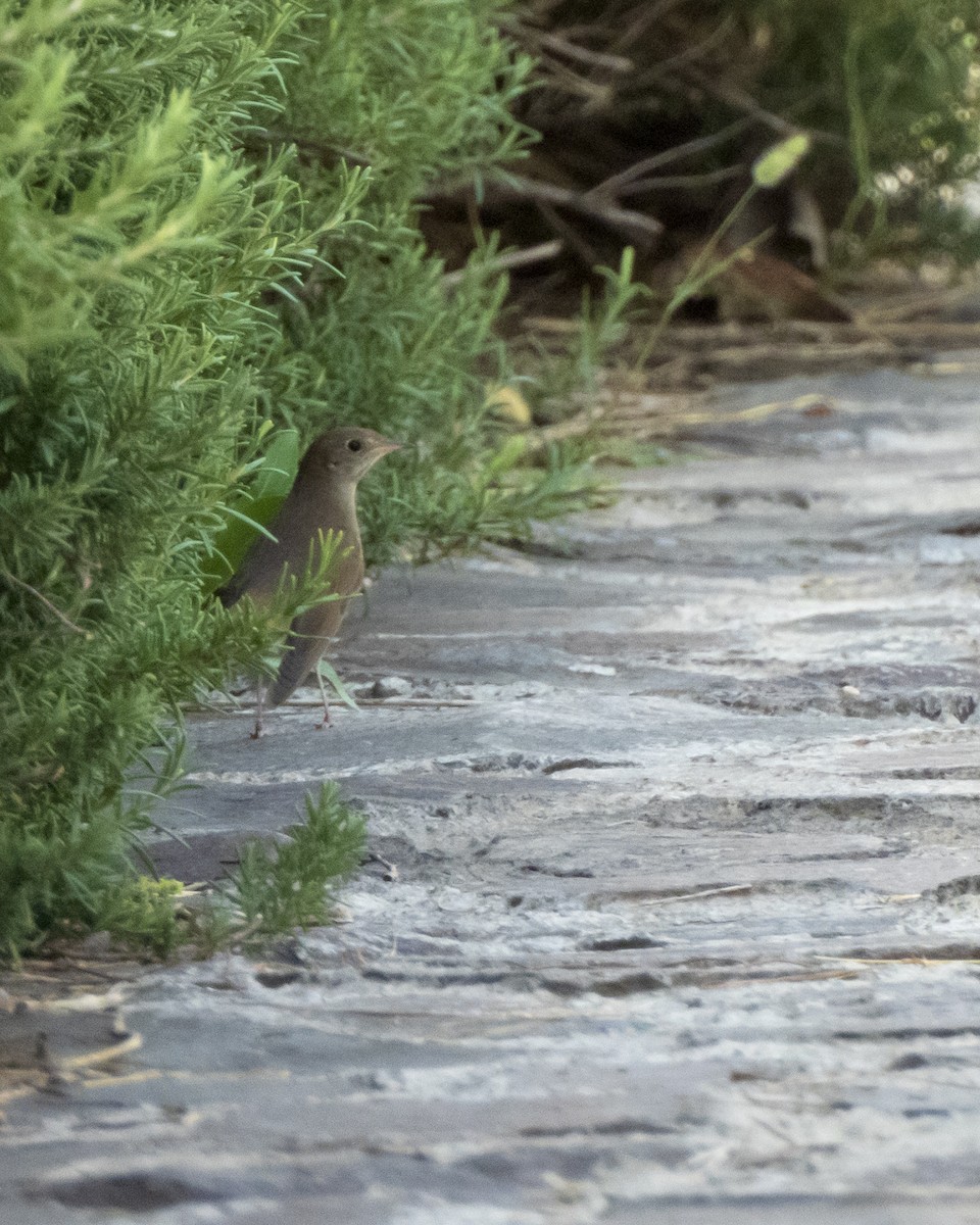 slavík tmavý - ML641836478