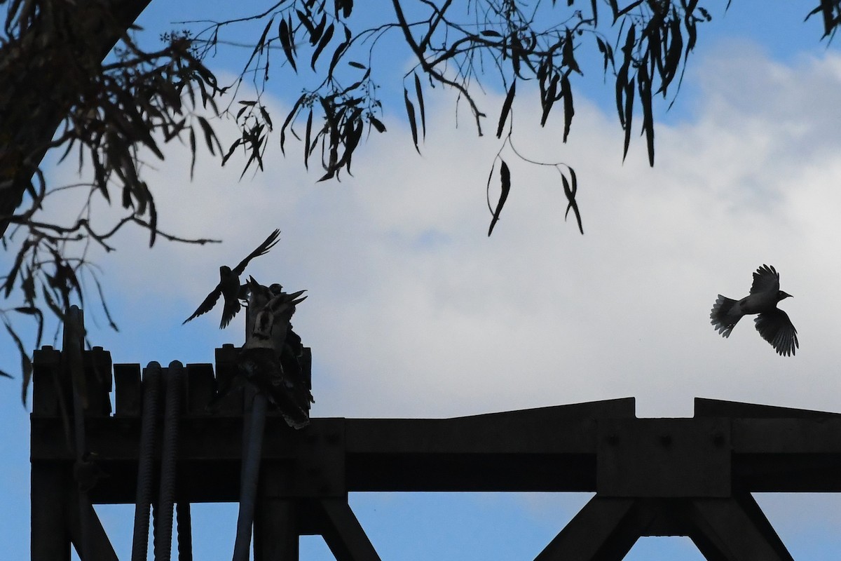 Noisy Miner - ML641836482