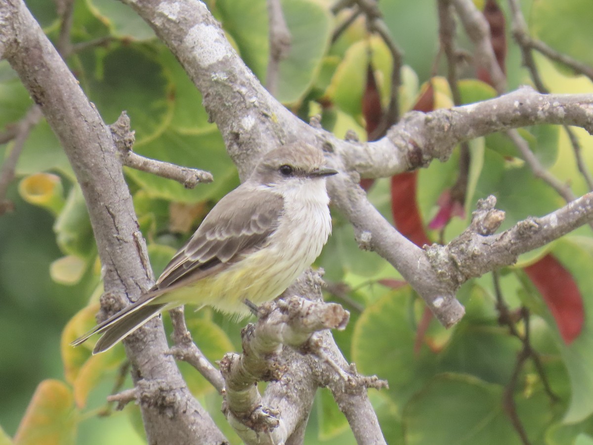 Vermilion Flycatcher - ML641836483