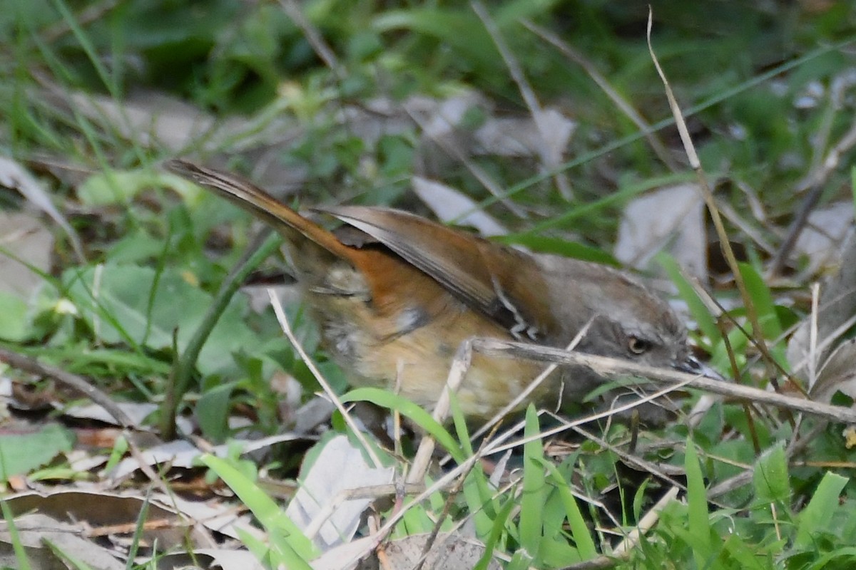 White-browed Scrubwren - ML641836484