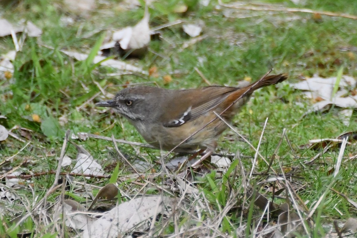 White-browed Scrubwren - ML641836486