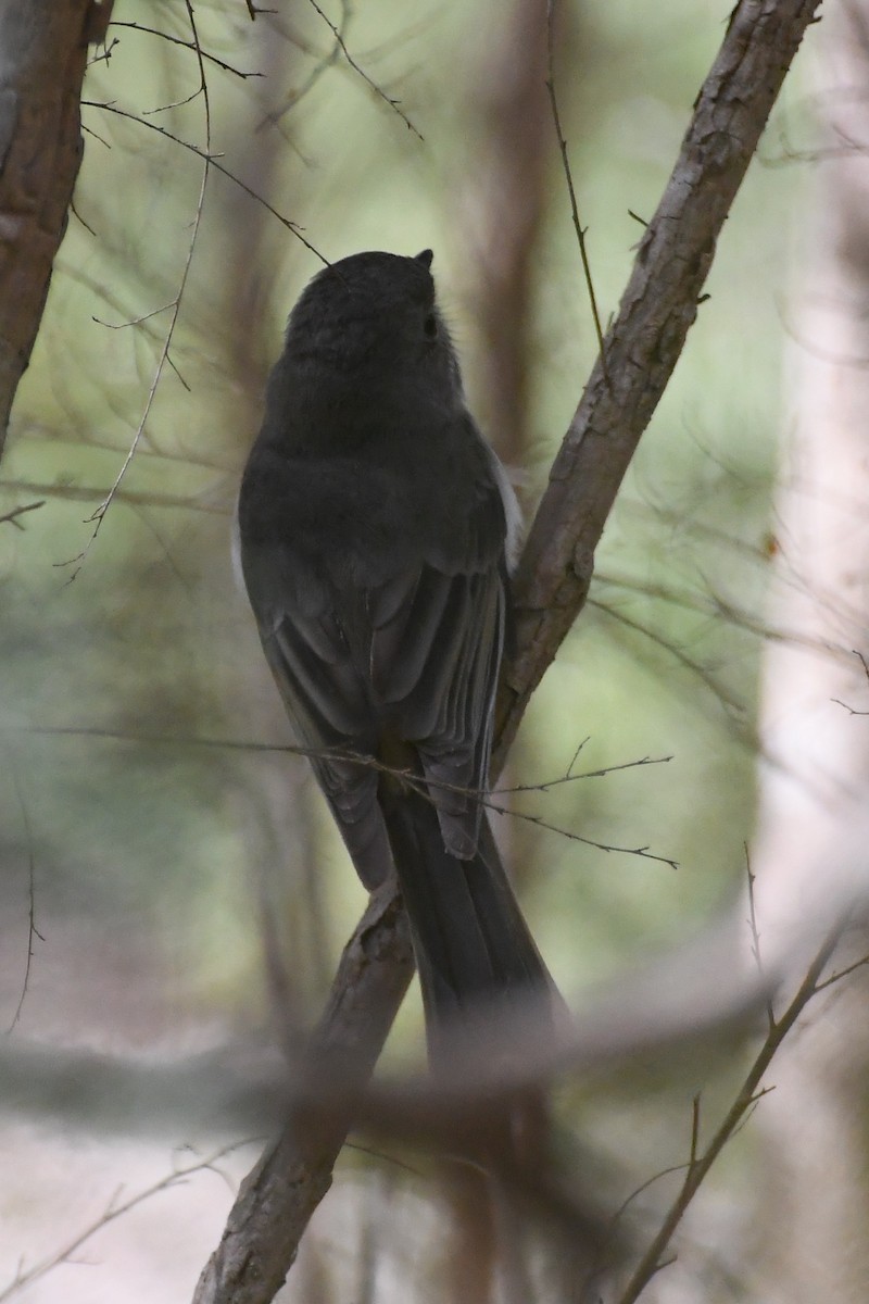 Golden Whistler - ML641836489