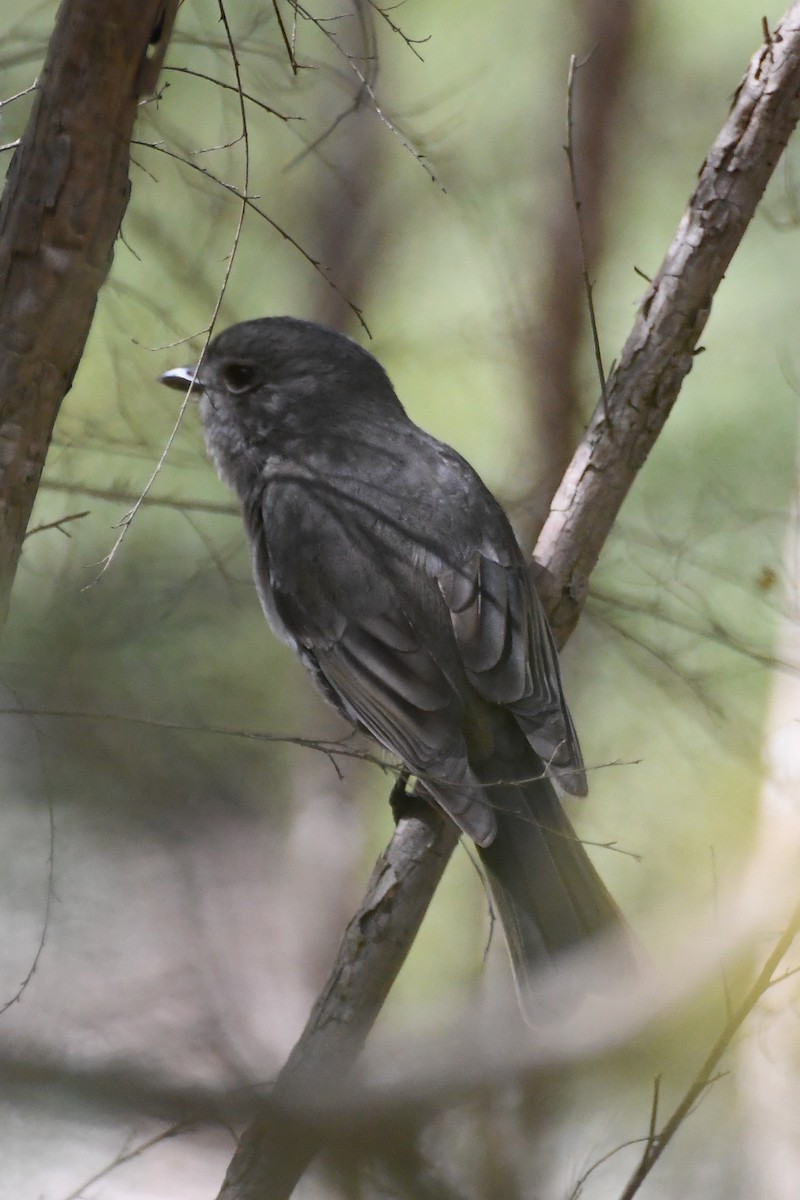 Golden Whistler - ML641836490