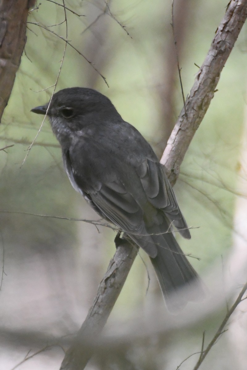 Golden Whistler - ML641836493