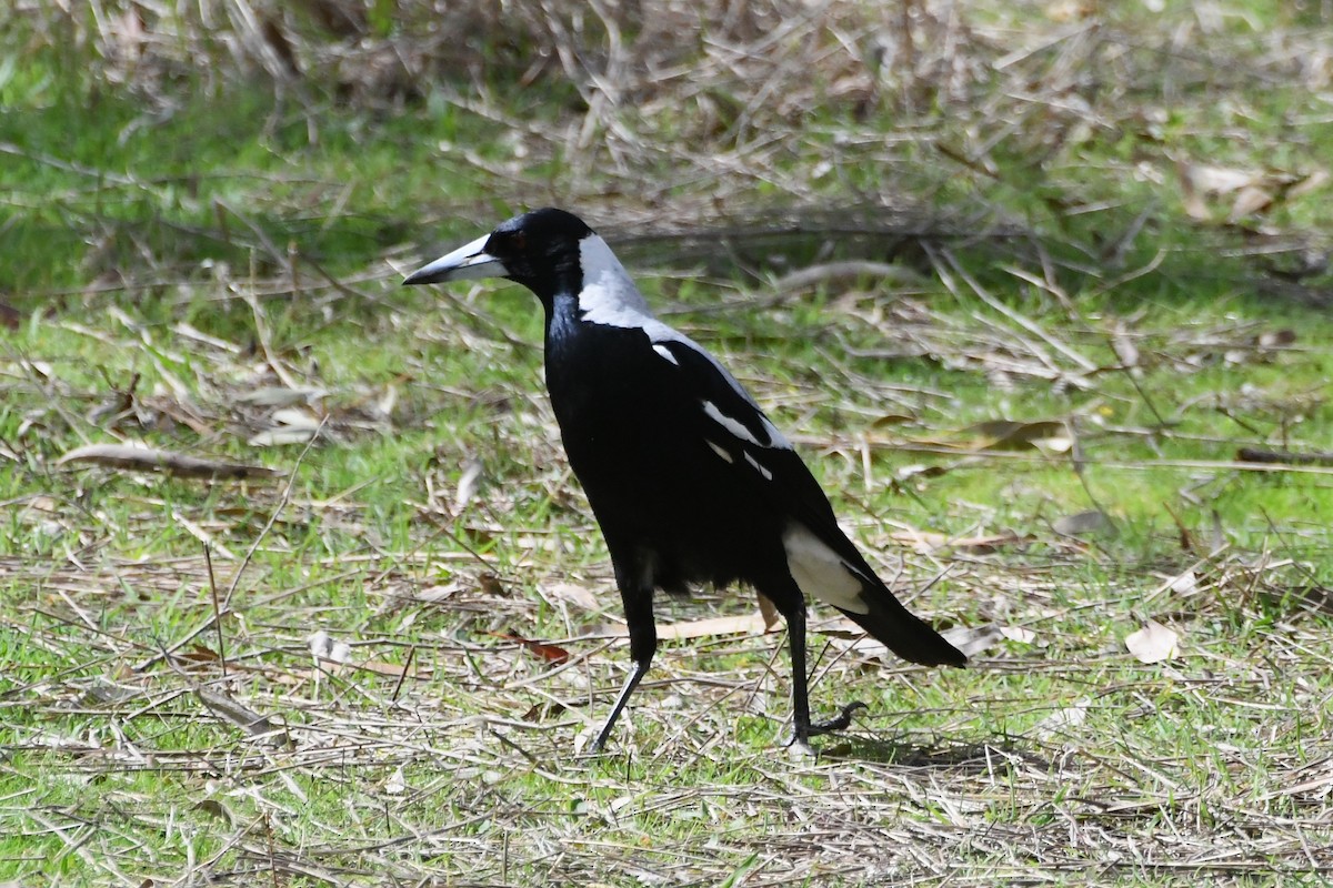Australian Magpie - ML641836501