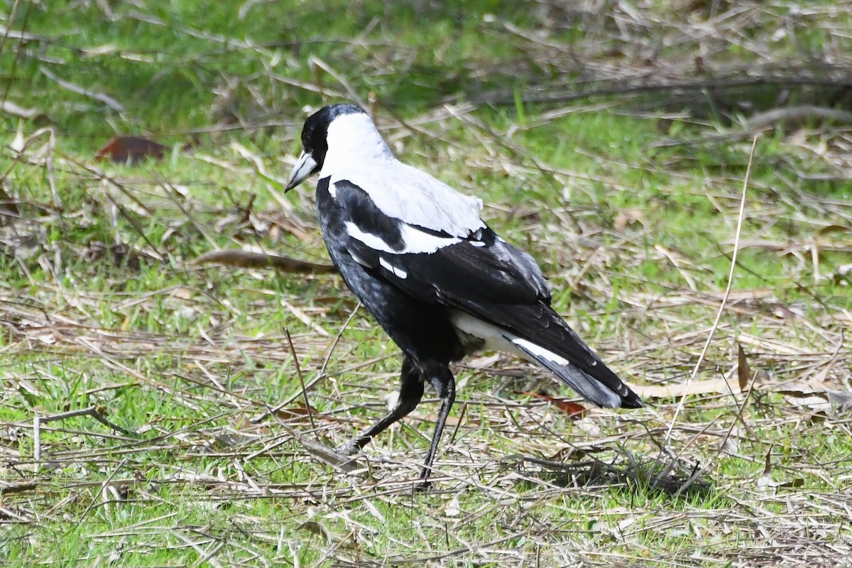 Australian Magpie - ML641836503