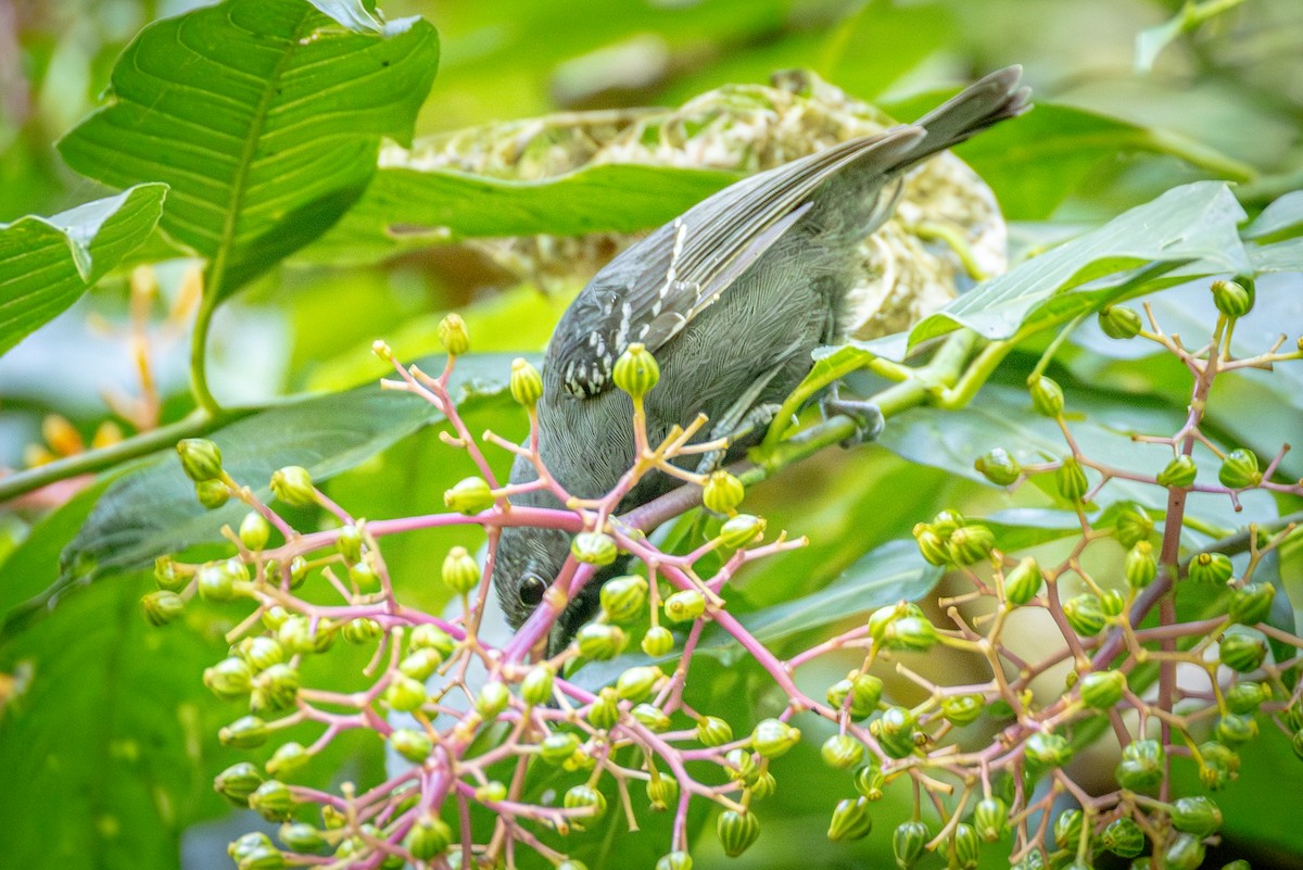 Slaty Antwren - ML641836504