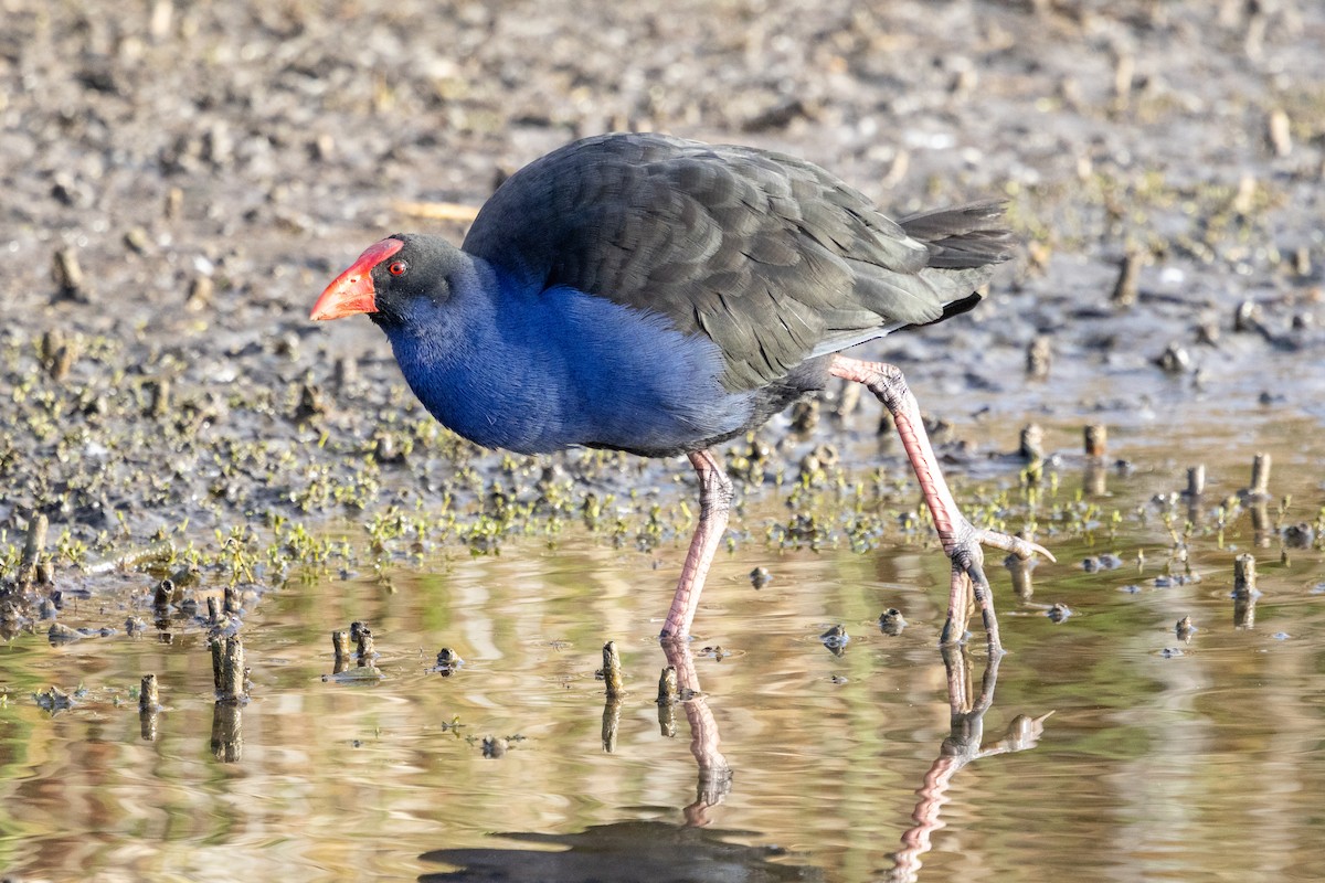 Australasian Swamphen - ML641836510