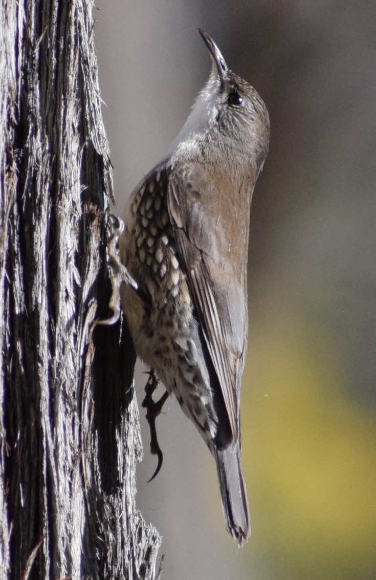White-throated Treecreeper - ML641836516