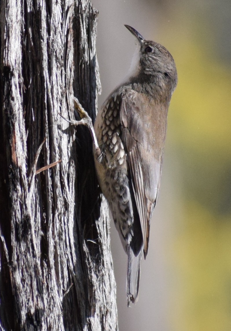 White-throated Treecreeper - ML641836517