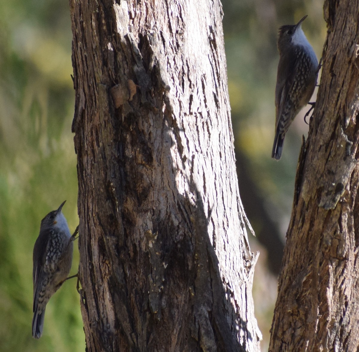 White-throated Treecreeper - ML641836518
