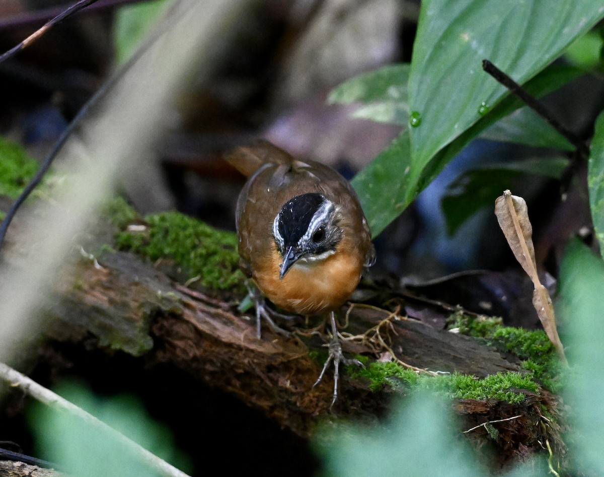 Malayan Black-capped Babbler - ML641836525
