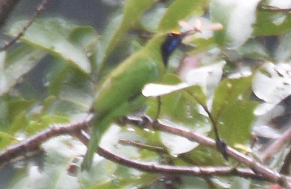 Golden-fronted Leafbird - ML641836531