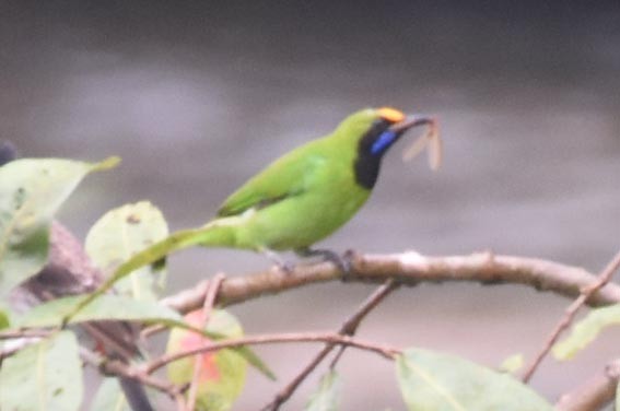Golden-fronted Leafbird - ML641836533