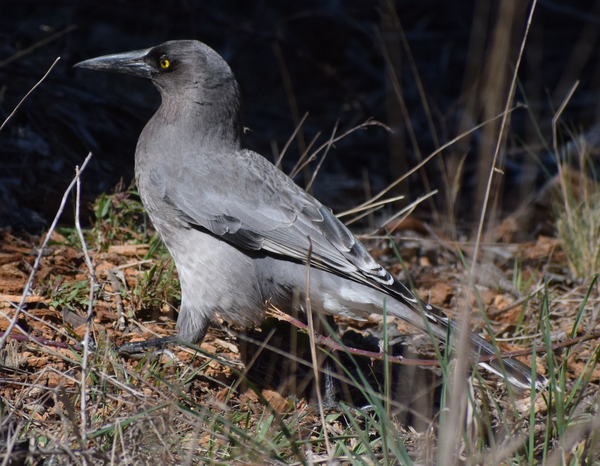 sotkurrawong - ML641836534