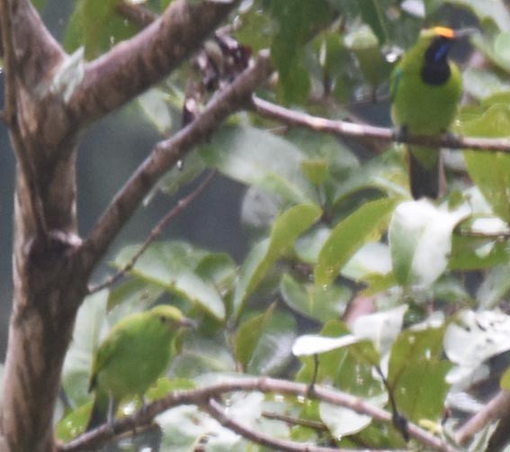 Golden-fronted Leafbird - ML641836539
