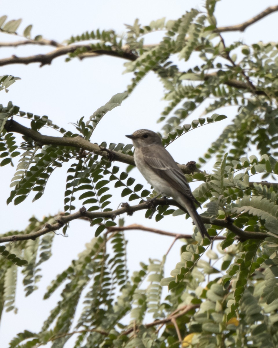 lejsek šedý - ML641836540