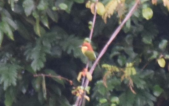 Chestnut-headed Bee-eater - ML641836552