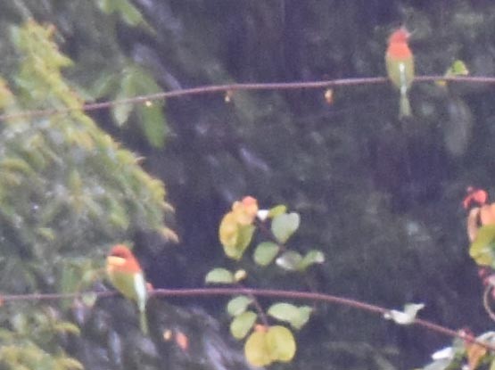Chestnut-headed Bee-eater - ML641836553