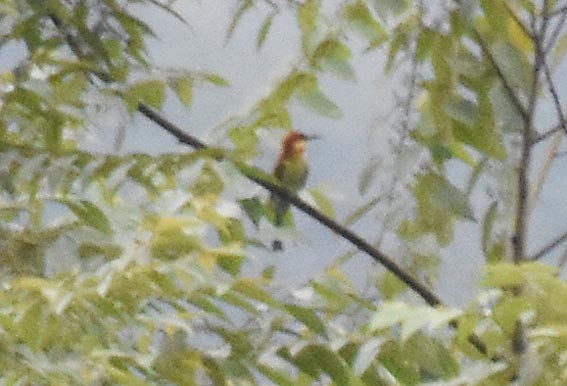 Chestnut-headed Bee-eater - ML641836556