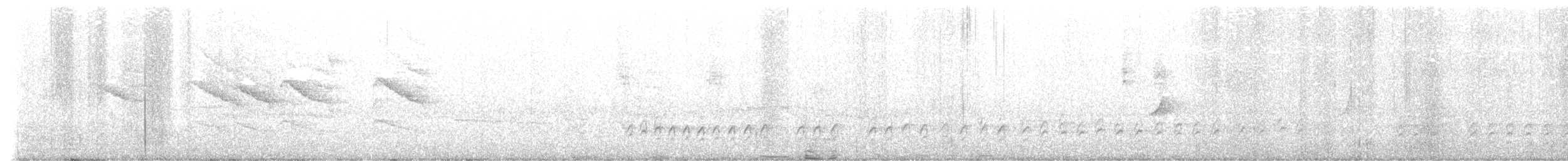 Norfolk Island Parakeet