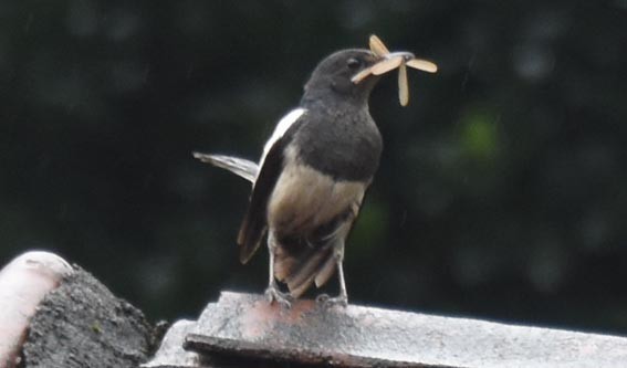 Oriental Magpie-Robin - ML641836560