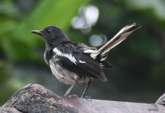 Oriental Magpie-Robin - ML641836563