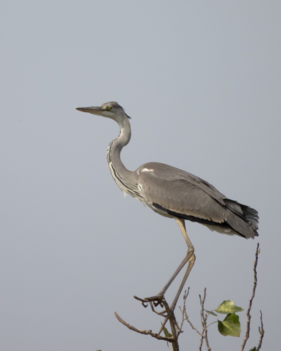 volavka popelavá - ML641836564