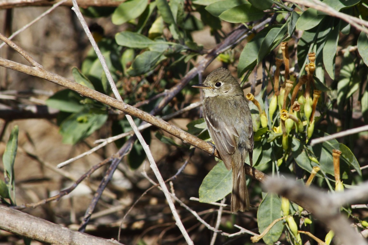 Western Flycatcher - ML641836565