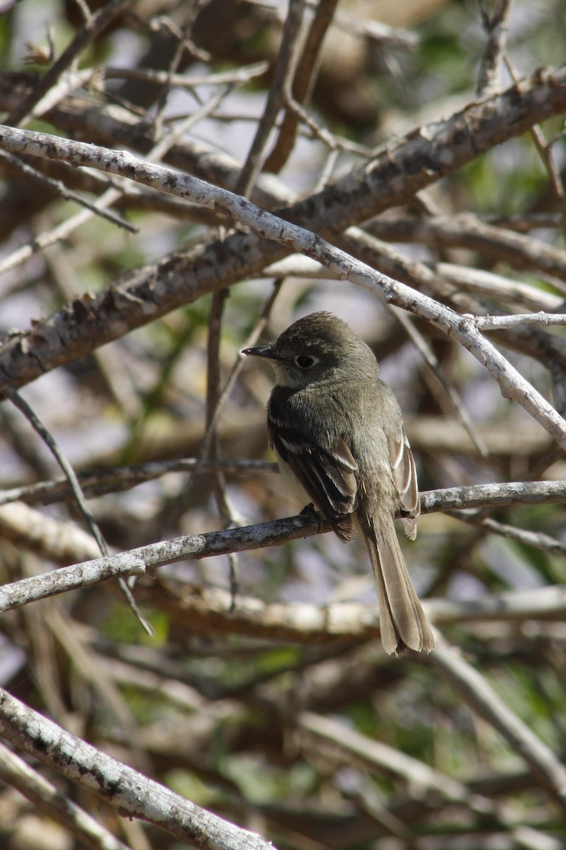 Western Flycatcher - ML641836566