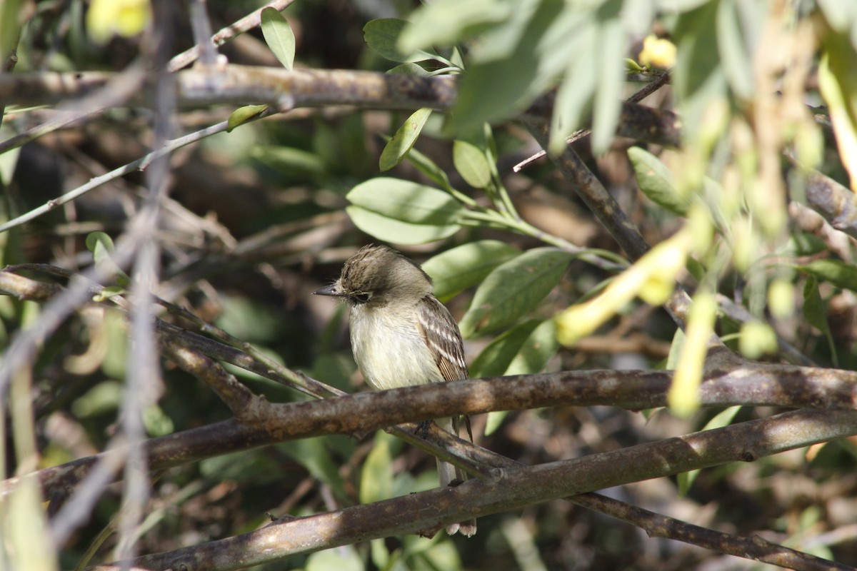 Western Flycatcher - ML641836567