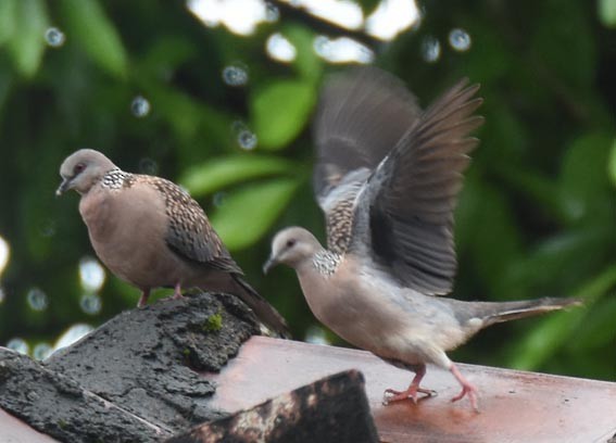 Spotted Dove - ML641836575