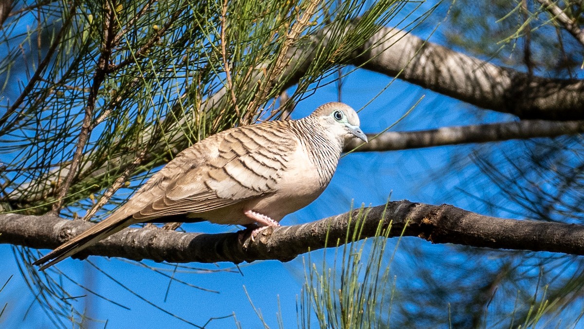 Peaceful Dove - ML641836576