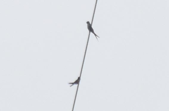 Crested Treeswift - ML641836578
