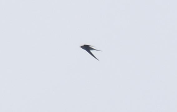 Crested Treeswift - ML641836585