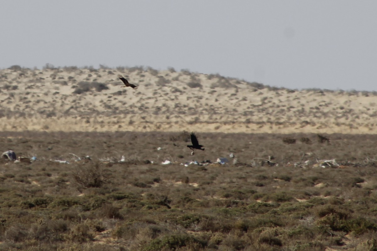 Crested Caracara - ML641836587