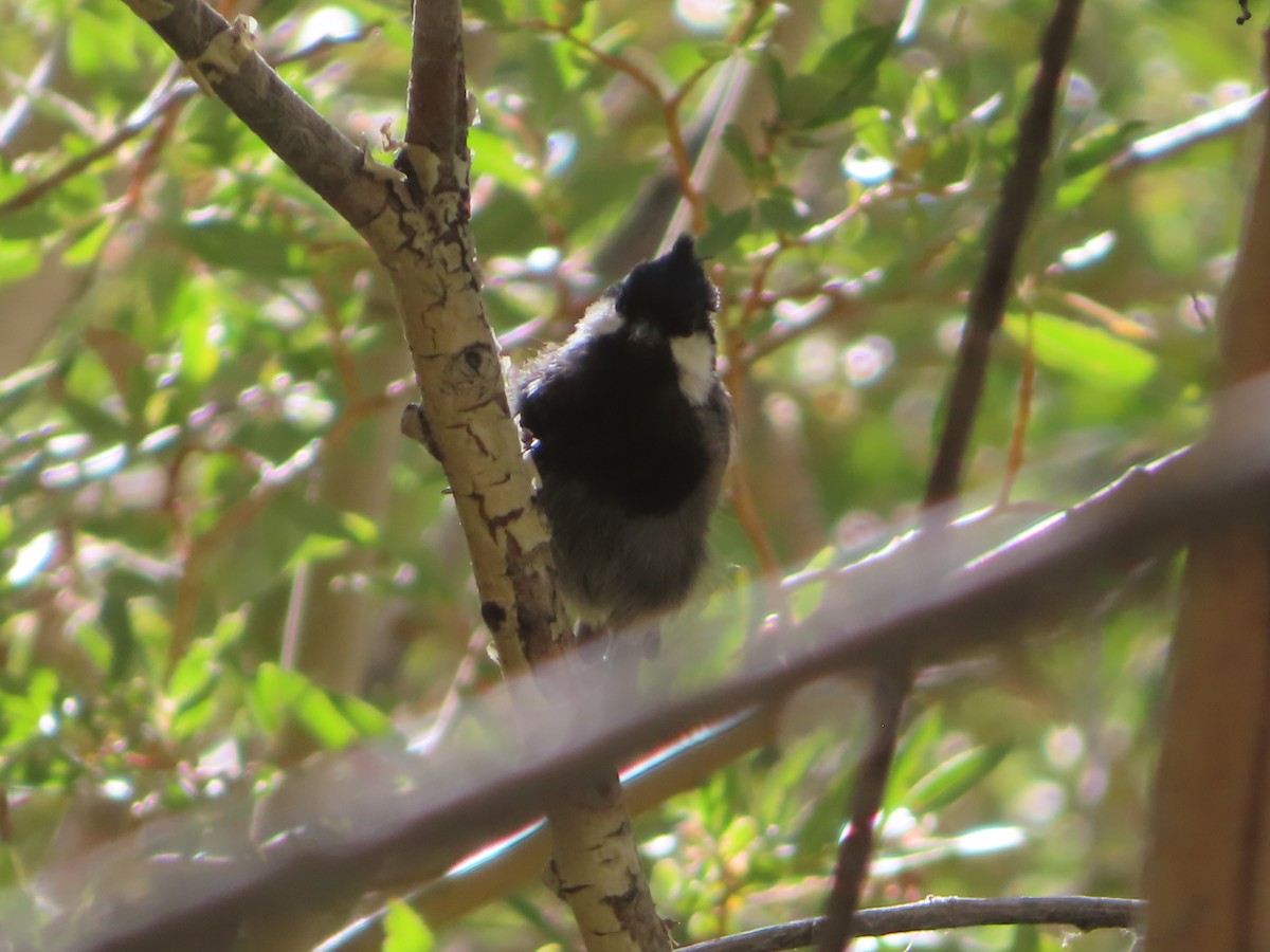 Rufous-naped Tit - ML641836595