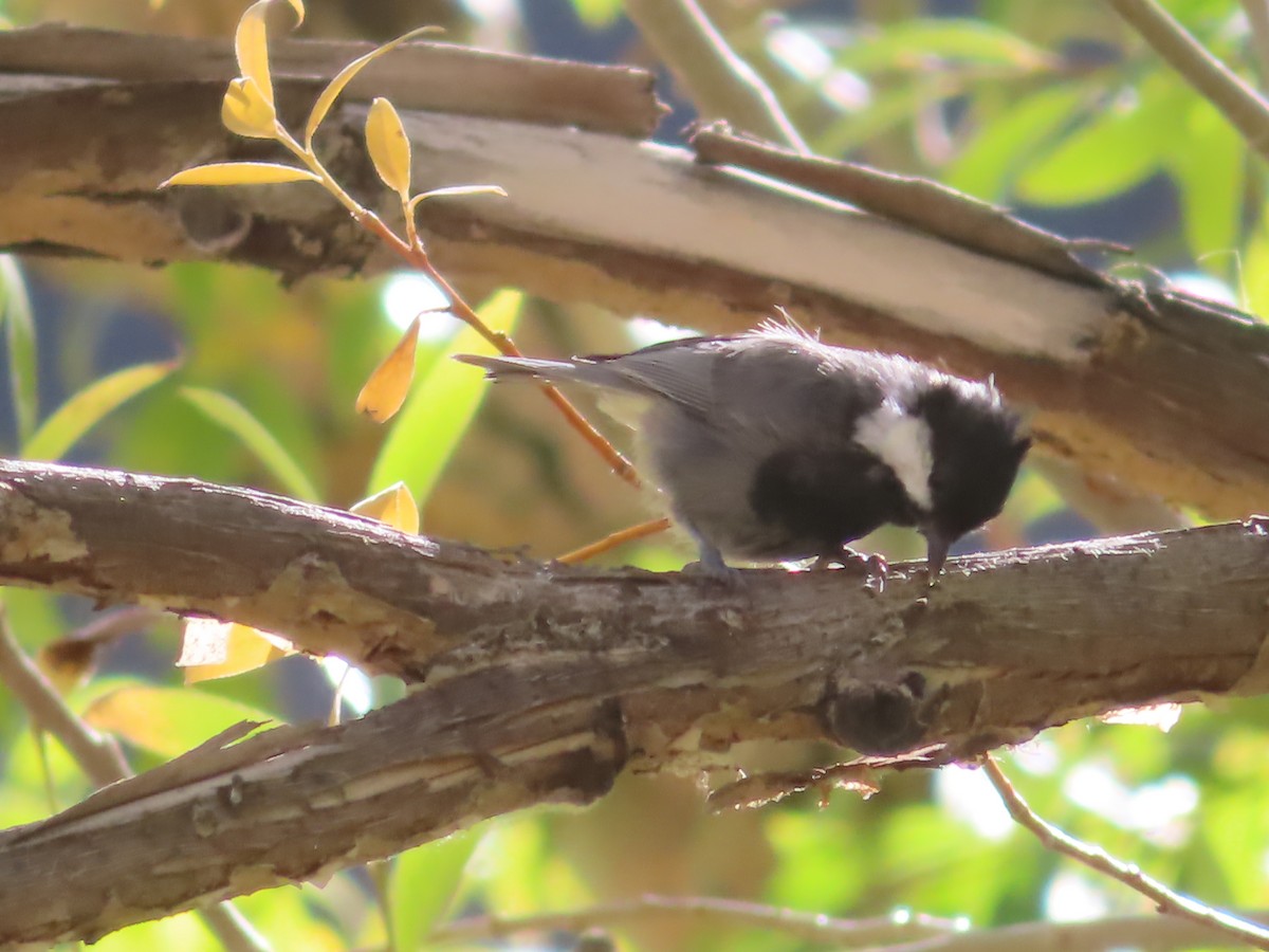 Rufous-naped Tit - ML641836596