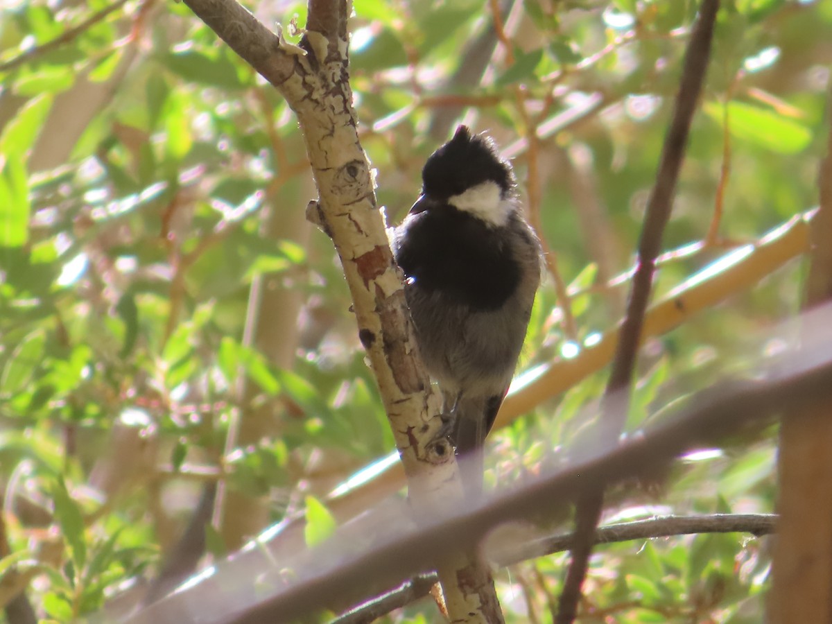 Rufous-naped Tit - ML641836597