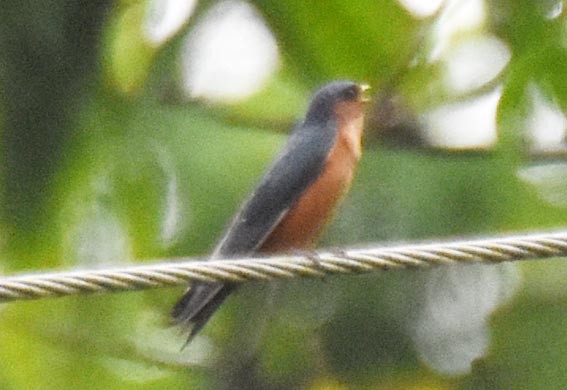 Sri Lanka Swallow - ML641836598