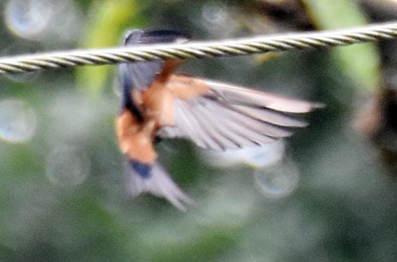 Sri Lanka Swallow - ML641836602