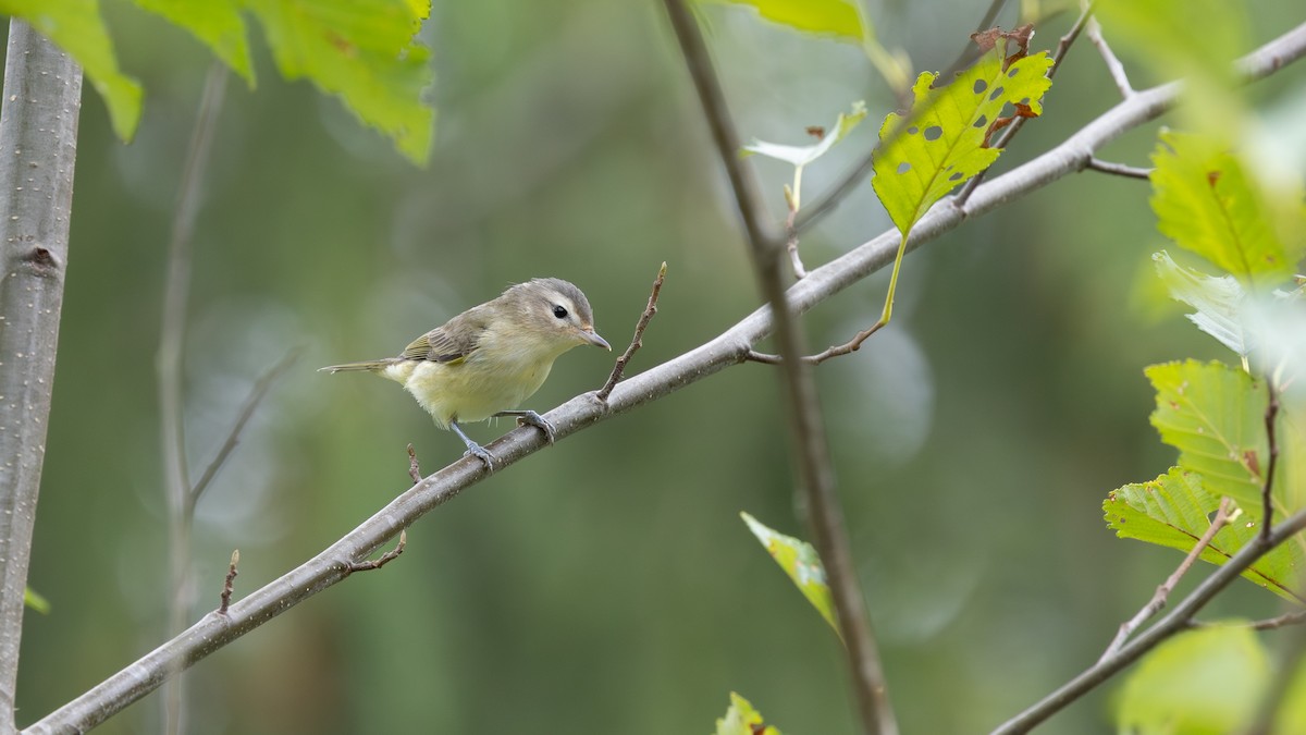 Warbling Vireo (Western) - ML641836605