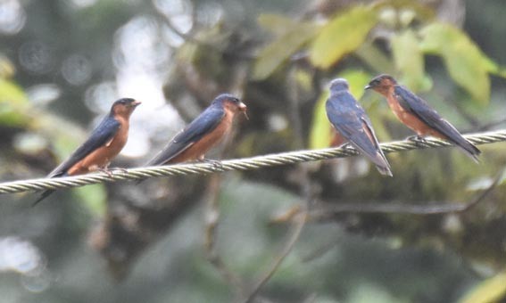 Sri Lanka Swallow - ML641836606