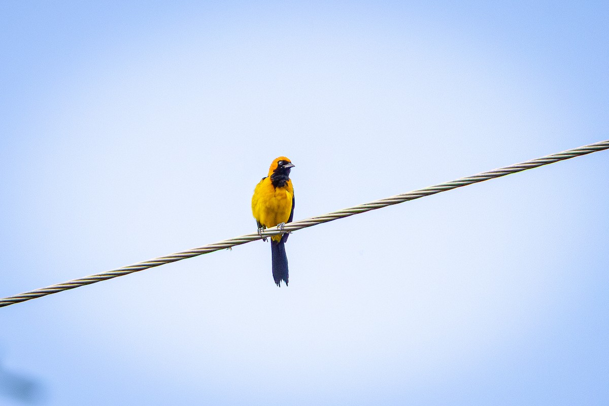 Orange-crowned Oriole - ML641836611