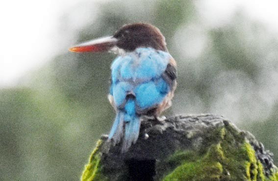 White-throated Kingfisher - ML641836625