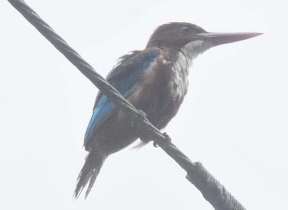 White-throated Kingfisher - ML641836631