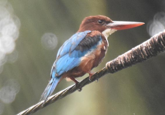 White-throated Kingfisher - ML641836635